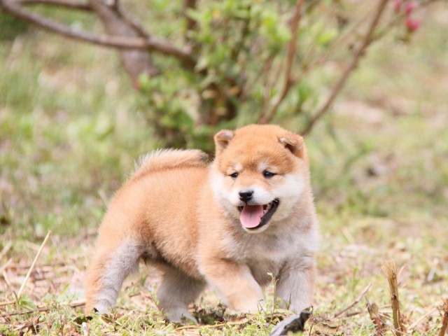 IMG_7974shibainu