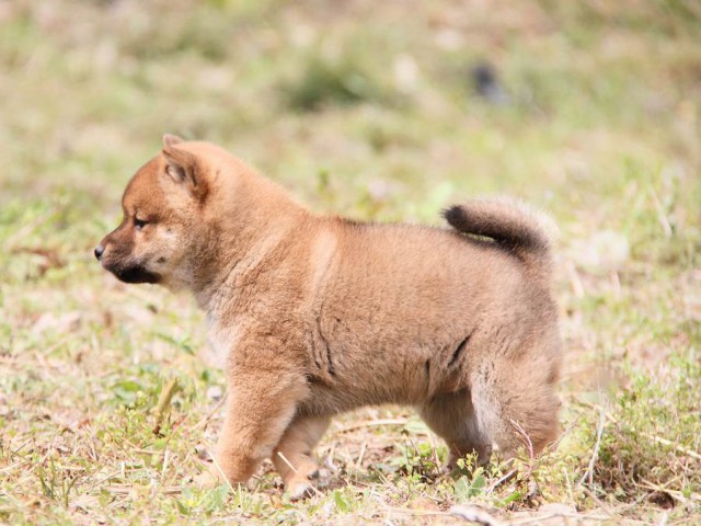 IMG_8002shibainu