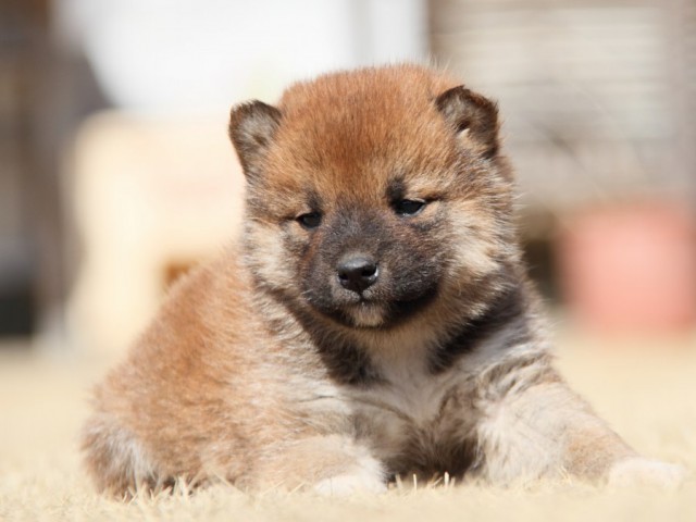 IMG_8045-shibainu-puppy