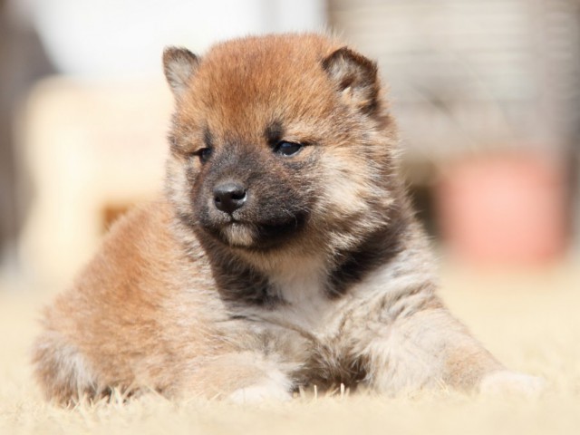 IMG_8046-shibainu-puppy