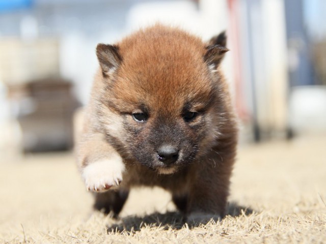 IMG_8062-shibainu-puppy