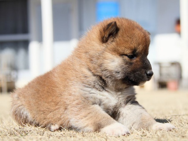 IMG_8073-shibainu-puppy