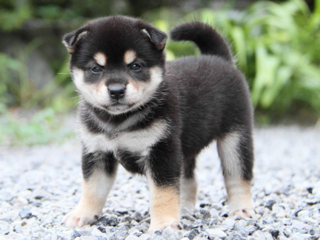 IMG_8100shiba