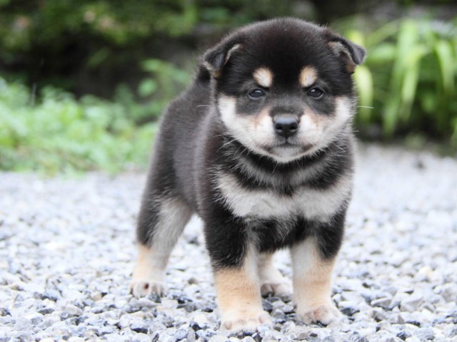 IMG_8117shiba