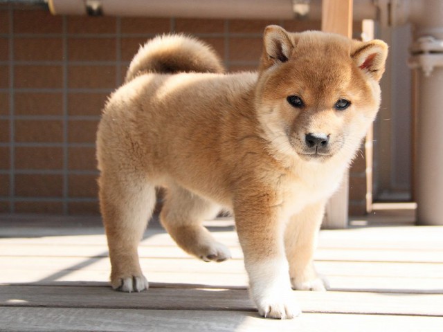 IMG_8258Shiba