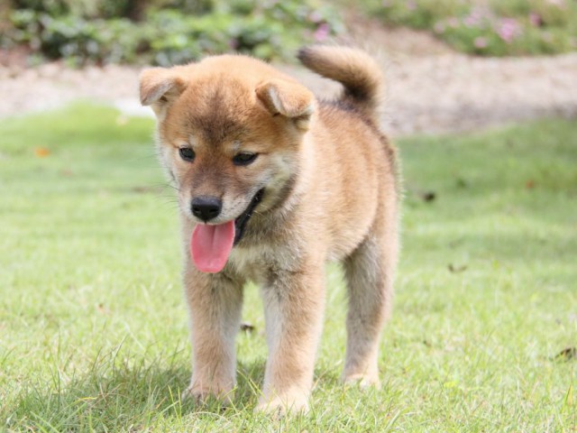 IMG_8269-shibainu-puppy