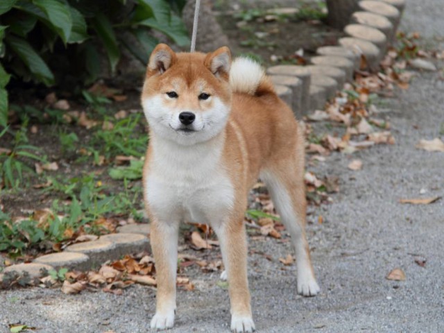 IMG_8298-shibainu-koinu