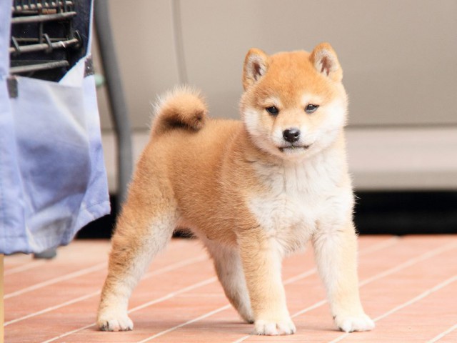 IMG_8298shibainu