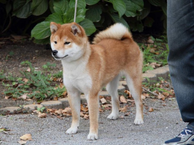 IMG_8310-shibainu-koinu