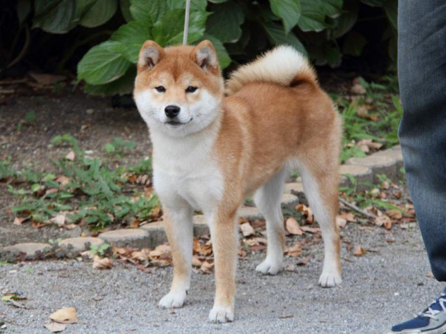 IMG_8312-shibainu-koinu