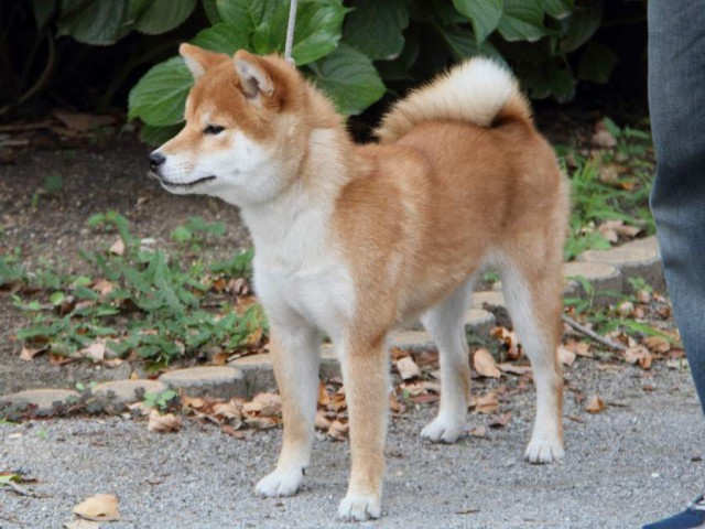 IMG_8318-shibainu-koinu