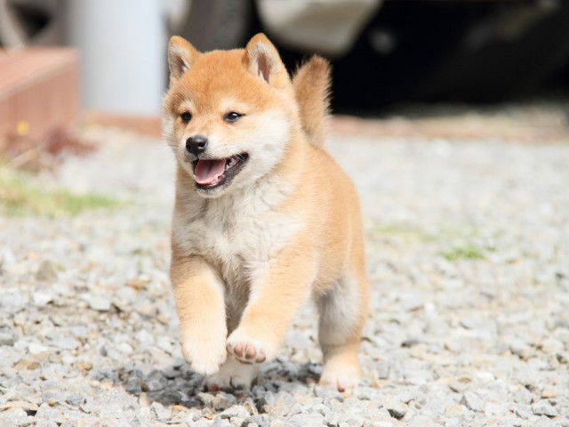 IMG_8342shibainu