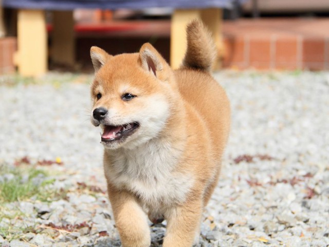 IMG_8349shibainu