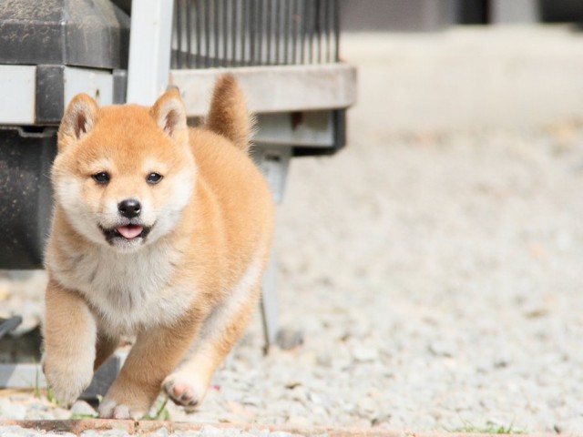 IMG_8352shibainu