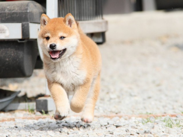 IMG_8371shibainu