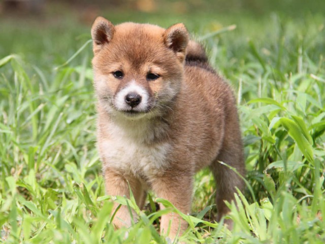 IMG_8390shiba