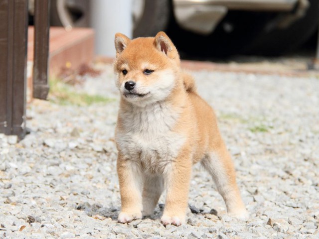 IMG_8403shibainu