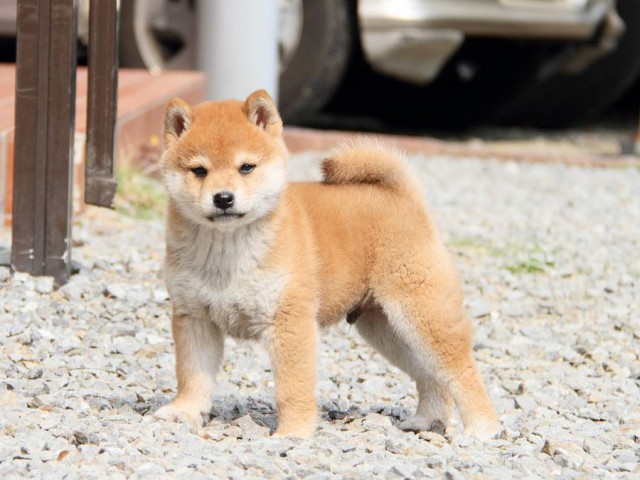 IMG_8407shibainu