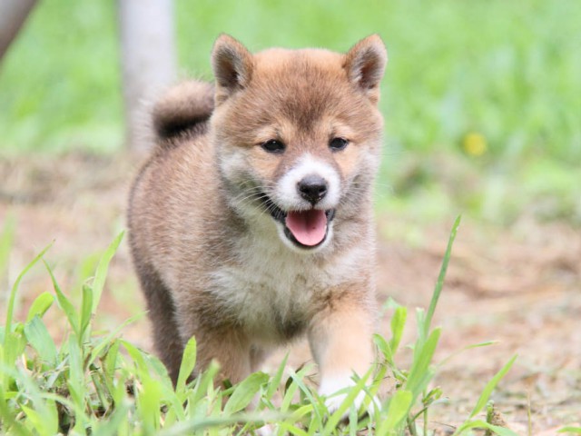 IMG_8416shiba