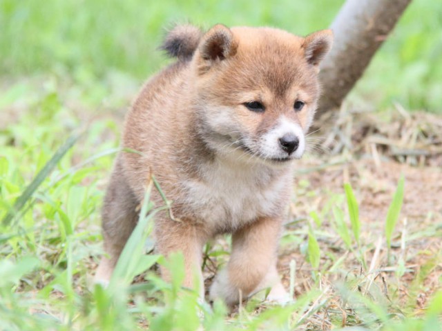 IMG_8432shiba