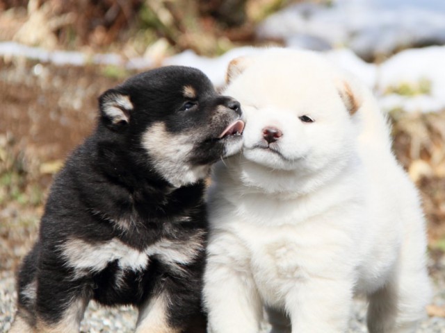 IMG_8440-shibainu-puppy