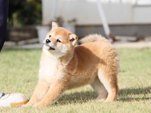 IMG_8450--shibainu Puppy