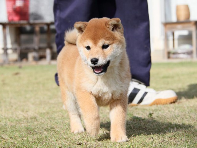 IMG_8481--shibainu Puppy