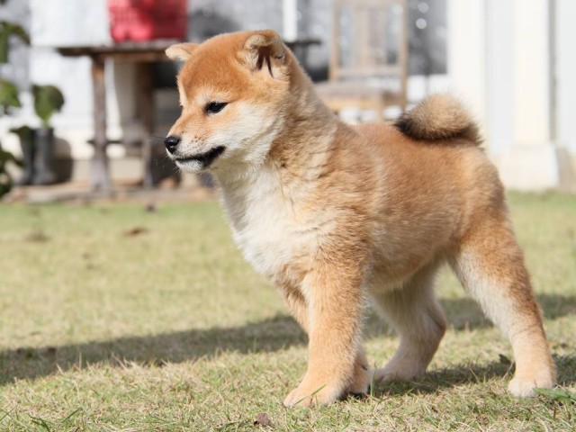 IMG_8500--shibainu Puppy