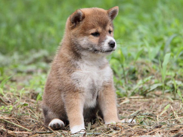 IMG_8590shiba