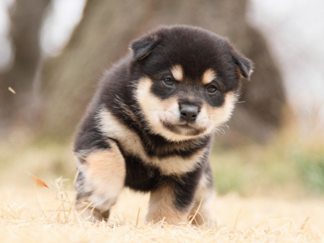 IMG_8726-shibainu-puppy