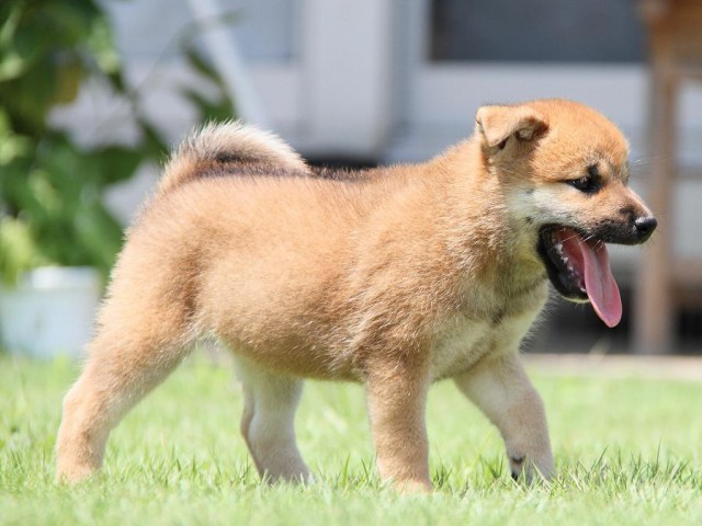 IMG_8730-shibainu-puppy