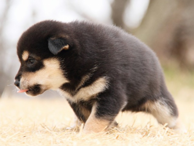 IMG_8734-shibainu Puppy