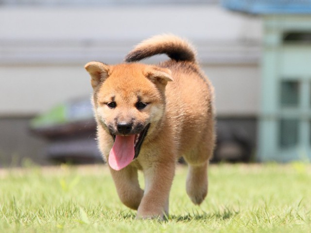 IMG_8738-shibainu Puppy