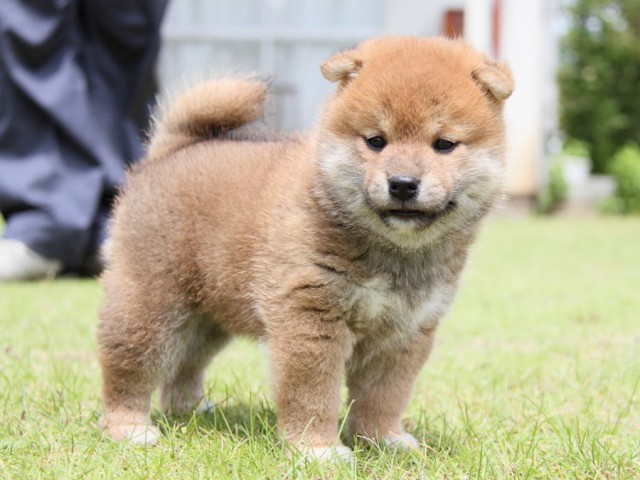 IMG_8746-shibainu-puppy