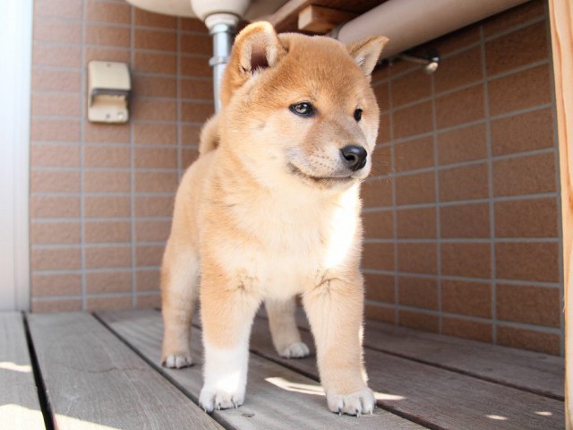 IMG_8746Shiba