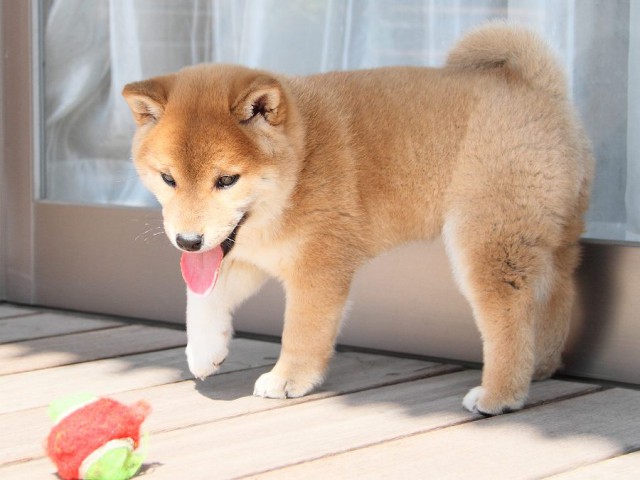 IMG_8751Shiba