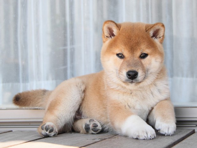 IMG_8756Shiba