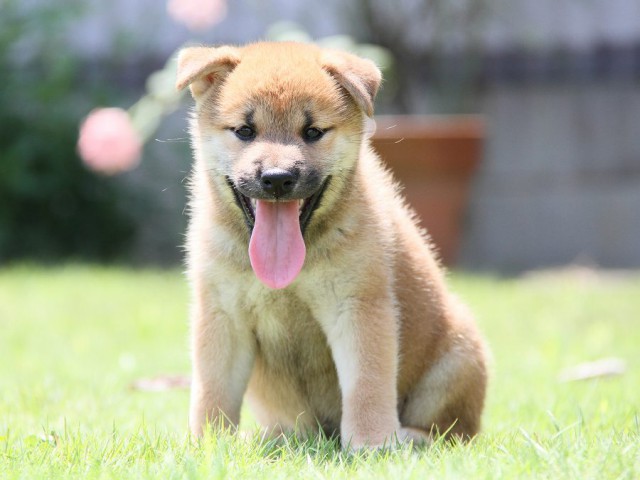 IMG_8758-shibainu-puppy