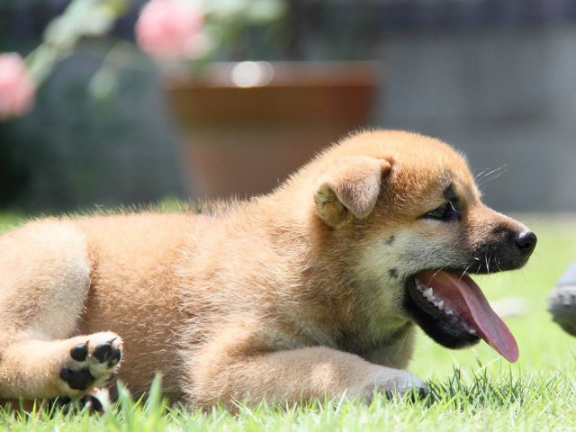 IMG_8763-shibainu Puppy