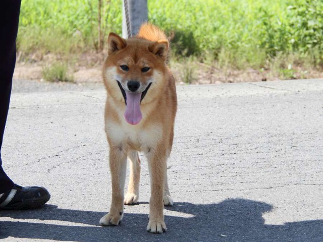 IMG_8776-shibainu Puppy