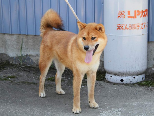 IMG_8782-shibainu Puppy