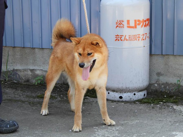 IMG_8785-shibainu Puppy