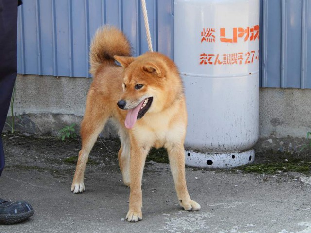 IMG_8787-shibainu Puppy