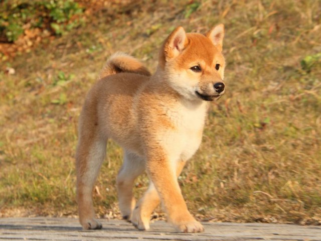 IMG_8914-shibainu-koinu