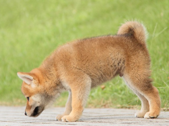 IMG_8998-shibainu-puppy