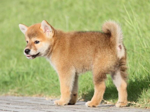 IMG_9011-shibainu-puppy