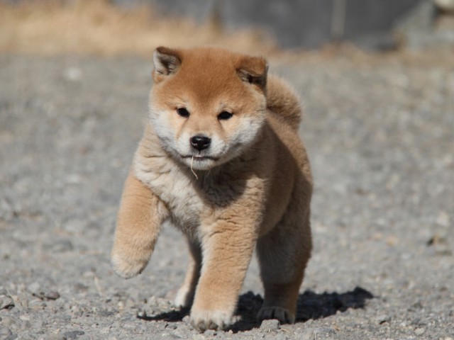 IMG_9030shibainu