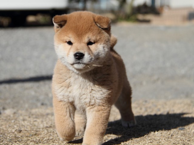 IMG_9039shibainu