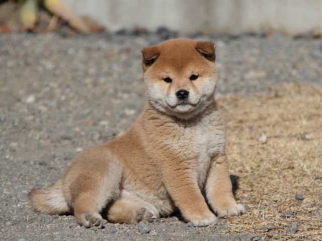 IMG_9057shibainu