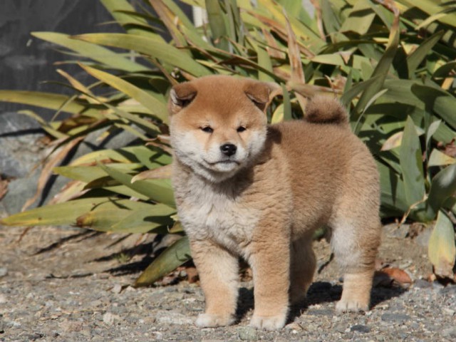 IMG_9103shibainu